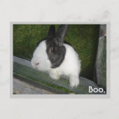 モノクロのウサギ ポストカード (正面)