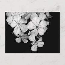 モノクロのルンバゴ アート