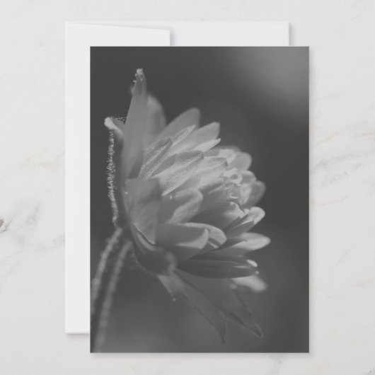 モノクロの太陽に咲く花のパーティー 招待状 (裏面)