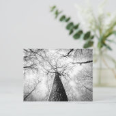 モノクロの秋の木々と森の写真 ポストカード (スタンド正面)