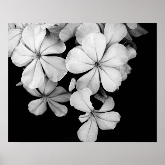 モノクロの花のクローズアップ ポスター (正面)