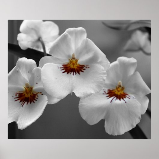 モノクロラン ポスター (正面)