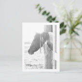 モノクロ写真の納馬 ポストカード (スタンド正面)