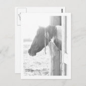 モノクロ写真の納馬 ポストカード (正面/裏面)
