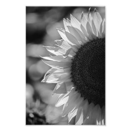 モノクロ写真 ひまわりの花 フォトプリント