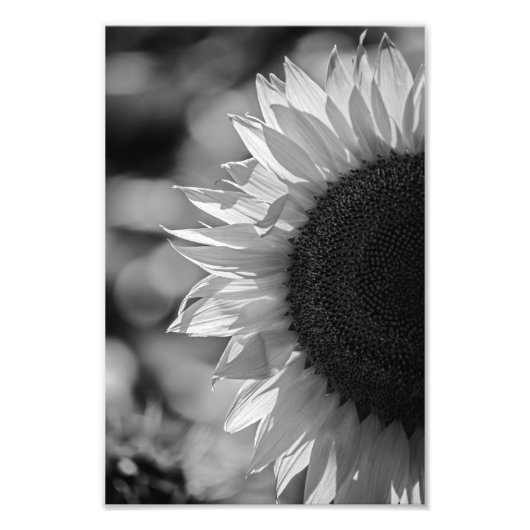 モノクロ写真 ひまわりの花 フォトプリント (正面)