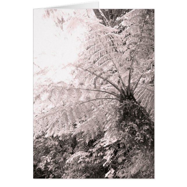 モノクロ木生シダ (正面)