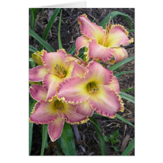 モハーベの朝の空白のなカード