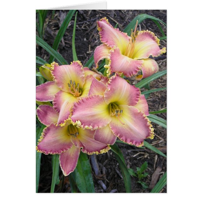 モハーベの朝の空白のなカード (正面)