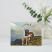 モハー・アイルランドの崖の上の羊と羊 ポストカード (スタンド正面)