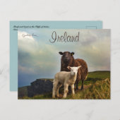 モハー・アイルランドの崖の上の羊と羊 ポストカード (正面/裏面)