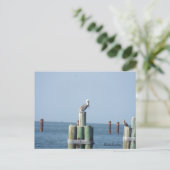 モバイル・ベイ・ペリカン葉書：湾岸，アラバマ ポストカード (スタンド正面)