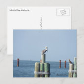 モバイル・ベイ・ペリカン葉書：湾岸，アラバマ ポストカード (正面/裏面)