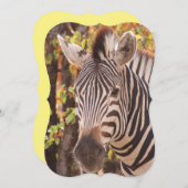 モパストライプのニの森の写真に閉じ込めたゼブラ (正面/裏面)