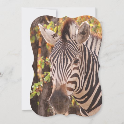 モパストライプのニの森の写真に閉じ込めたゼブラ (正面)