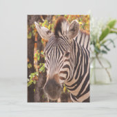 モパストライプのニの森の写真に閉じ込めたゼブラ サンキューカード (スタンド正面)