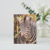 モパストライプのニの森の写真に閉じ込めたゼブラ シーズンカード (スタンド正面)