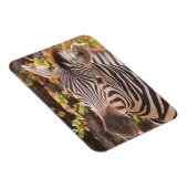 モパストライプのニの森の写真に閉じ込めたゼブラ マグネット (右側)