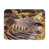 モパストライプのニの森の写真に閉じ込めたゼブラ マグネット (横)