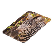 モパストライプのニの森の写真に閉じ込めたゼブラ マグネット (左側)