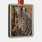 モパストライプのニの森の写真に閉じ込めたゼブラ メタルオーナメント (右)