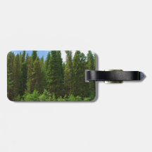 モファットロードパインツリーズコロラド