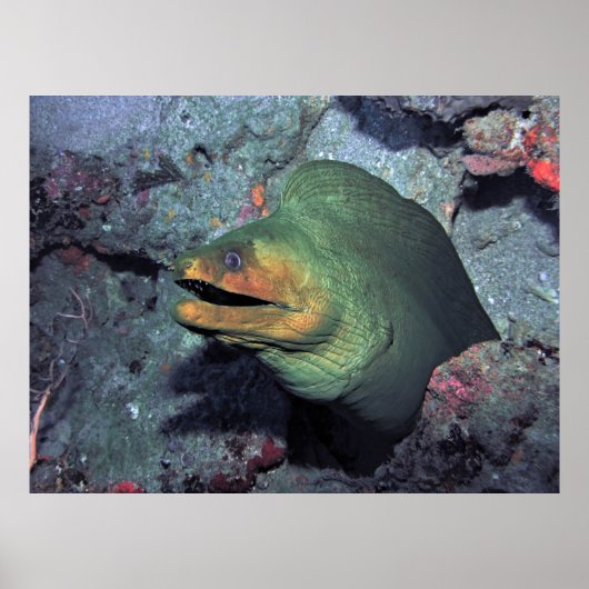 モホークモレー ポスター (正面)