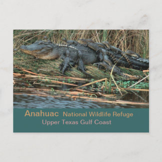 モマゲーター ポストカード