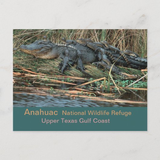 モマゲーター ポストカード (正面)