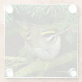 モミの中で大騒ぎを引き起こす可愛いキングレット・ソンバード ガラスコースター (裏面)