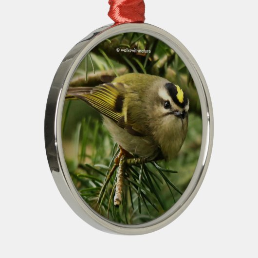 モミの中で大騒ぎを引き起こす可愛いキングレット・ソンバード メタルオーナメント (右)