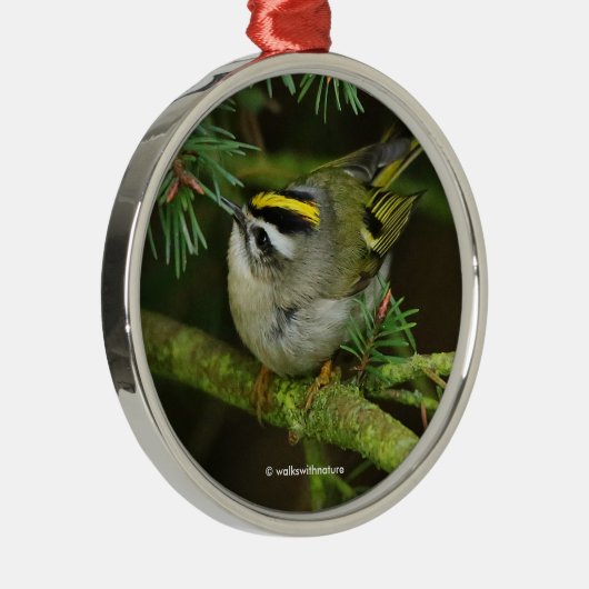 モミの中で大騒ぎを引き起こす可愛いキングレット・ソンバード メタルオーナメント (右)