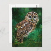 モミの木に生えた黄褐色のフクロウのはがき ポストカード (正面/裏面)
