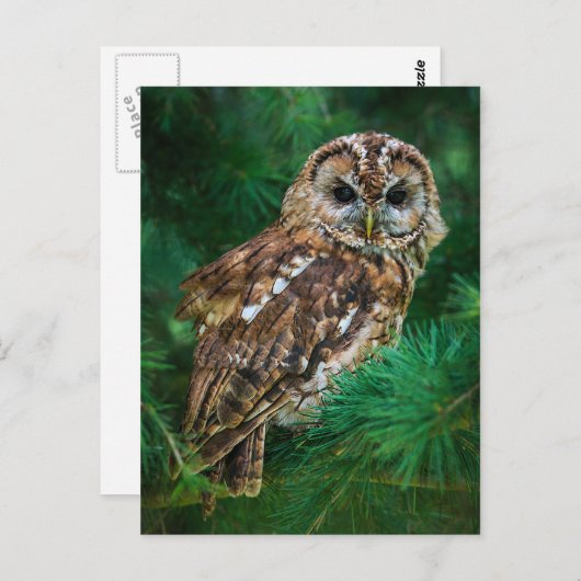 モミの木に生えた黄褐色のフクロウのはがき ポストカード (正面/裏面)