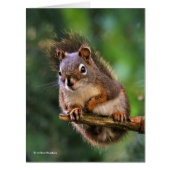 モミの生意気な赤リス (正面)