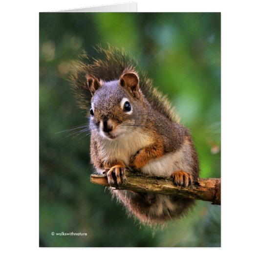 モミの生意気な赤リス (正面)