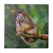 モミの生意気な赤リス タイル (正面)