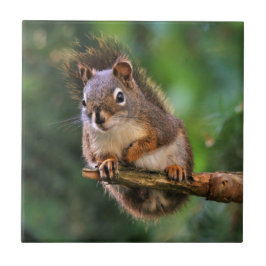 モミの生意気な赤リス タイル