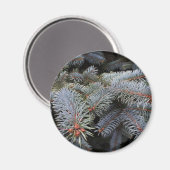 モミの芽 マグネット (正面/裏面)