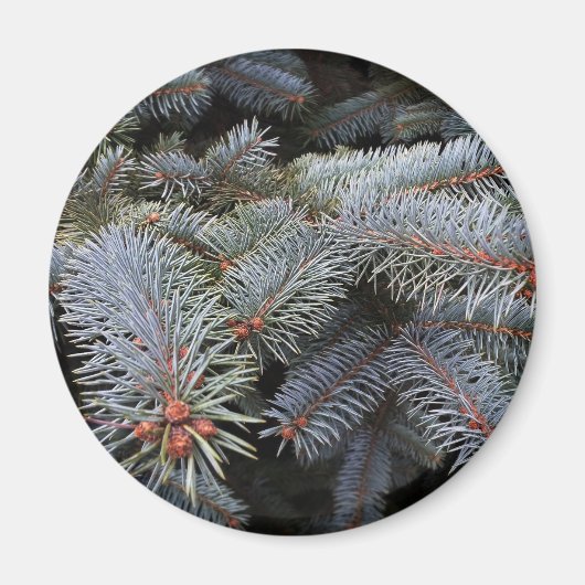 モミの芽 マグネット (正面)