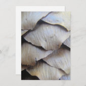 モミの茶色い円錐形 (正面/裏面)