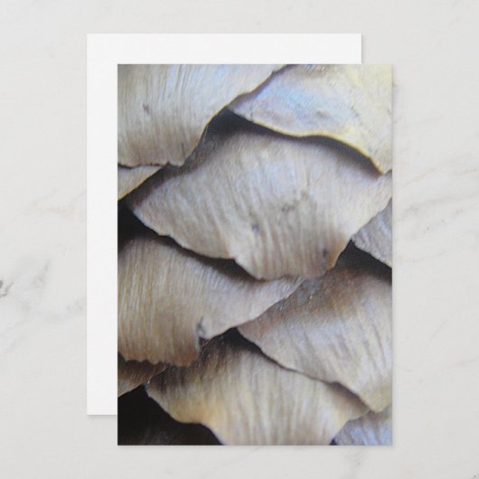 モミの茶色い円錐形 (正面/裏面)