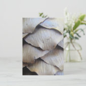 モミの茶色い円錐形 (スタンド正面)