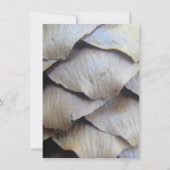 モミの茶色い円錐形 (正面)