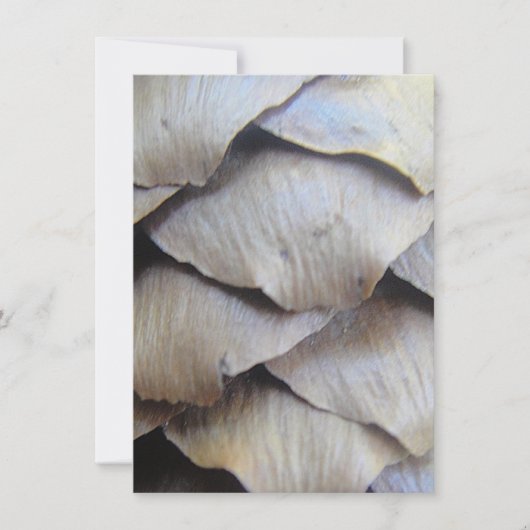 モミの茶色い円錐形 (正面)