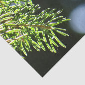 モミの《写真》ぼけ味 薄葉紙 (詳細)