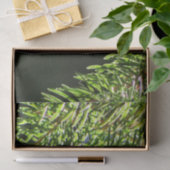 モミの《写真》ぼけ味 薄葉紙 (ギフト)