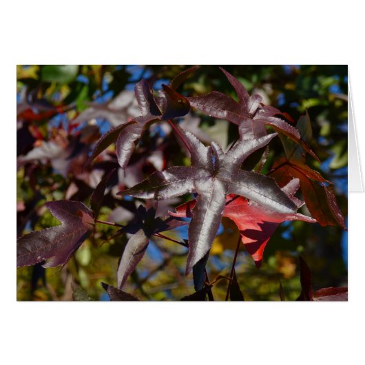 モミジバフウの紅葉 (正面横)