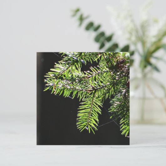 モミ カード (スタンド正面)