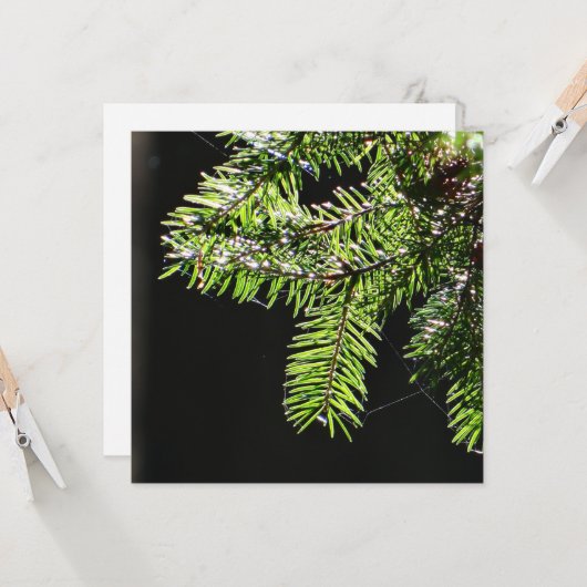 モミ カード (正面/裏面インサイチュ)